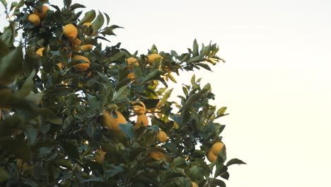 Close-up-on-a-canopy-of-a-lemon-tree-full-of-mature-yellow-lemons-shaking-and-dancing-in-the-wind