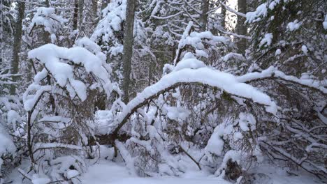 Snowy-Trees