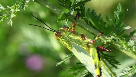 Close-profile-shot-of-a-locust-perched-on-a-thistle's-branch