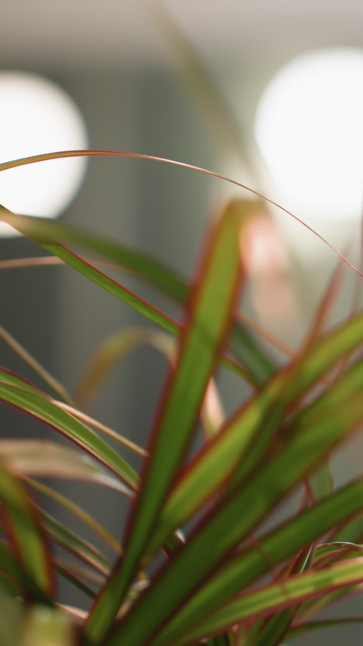 vista de cerca de una planta en maceta con hojas verdes y bordes rojos, en un fondo interior borroso. la escena captura los vibrantes detalles de la planta en un entorno de decoración moderna