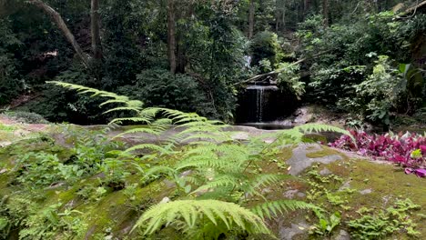 greenery and tropical flora with small stream waterfall in the background in rio de janeiro and small breeze moving the leafs in the foreground