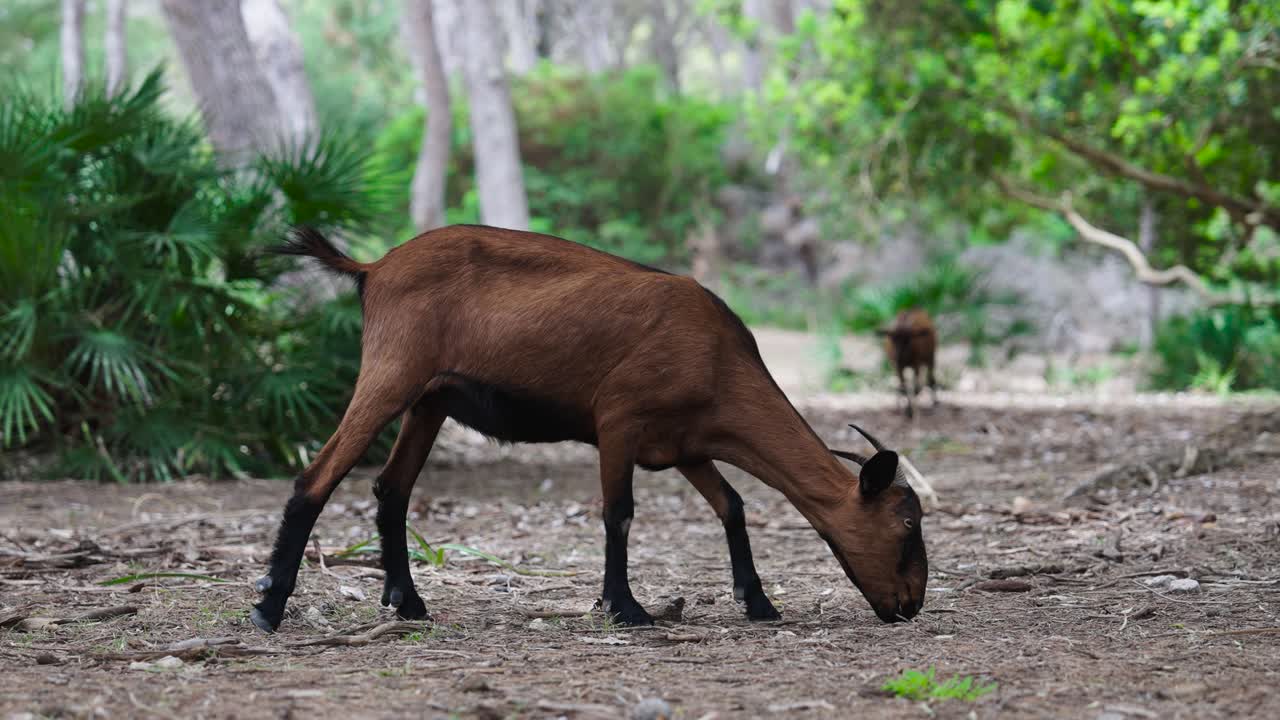 A goat grazing in a natural woodland setting