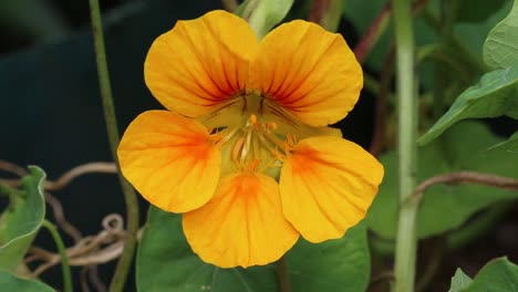 a yellow nasturtium flower. summer. uk