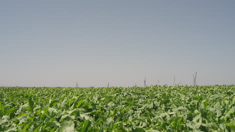 crop duster plane flying over lush green farm field with fully grown crops