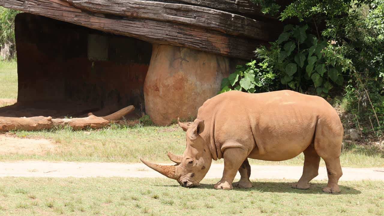 자연 서식지 에 있는  코소