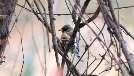 Brambling-Bird-Hangs-on-Shrub-Vines-in-Autumn-Forest-Looking-Around--close-up