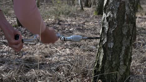 Männchen-Durchbohren-Saftbaum,-Der-Gesunden-Natürlichen-Saft-Des-Birkenwassers-Sammelt