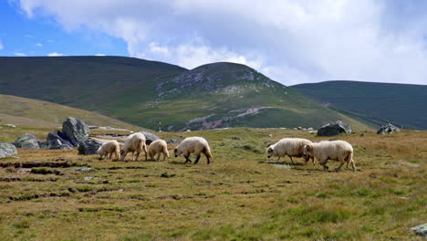 Sheep grazing on green hills. A group of sheep grazes contentedly on a lush green hillside under a partly cloudy sky in the afternoon
