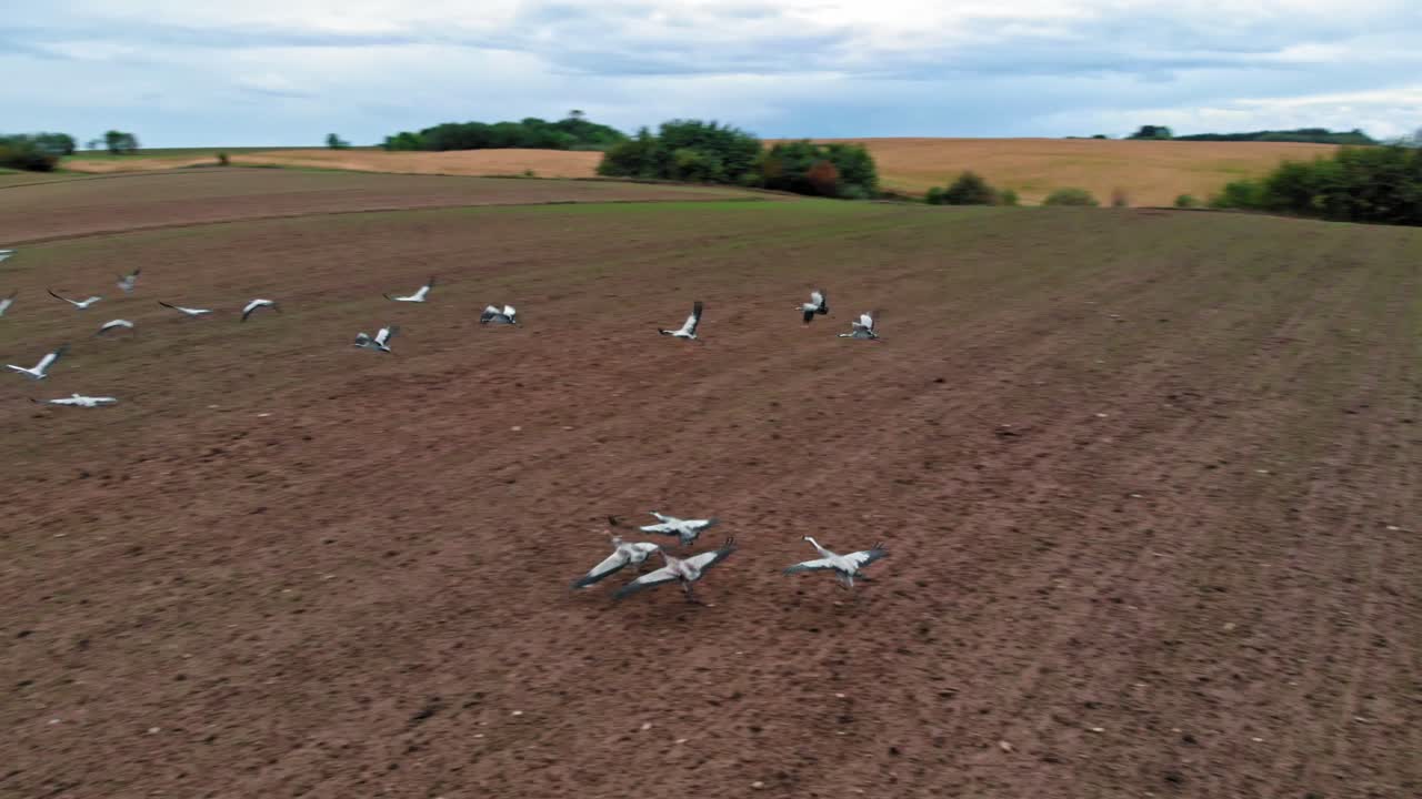 gran grupo de grullas comunes comenzando, despegando del campo rural para el vuelo migratorio
