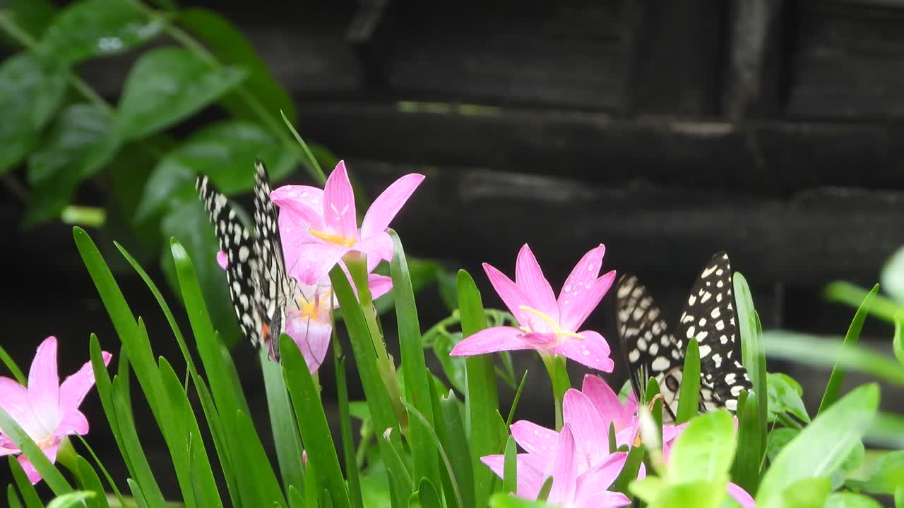 hermosas - mariposas- flores en la hierba