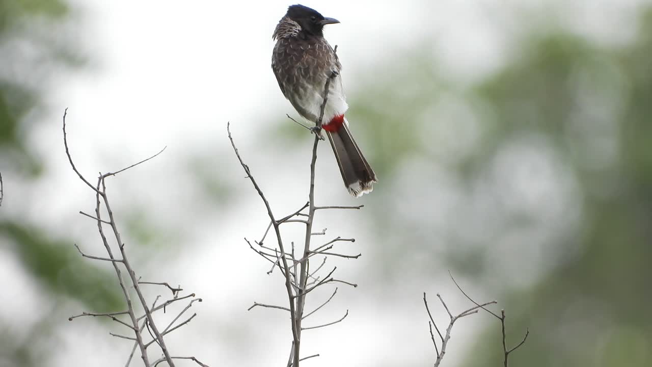 bulbul con ventilación roja escalofriante en el árbol uhd mp4 4k