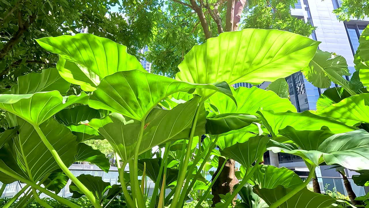 Vibrant green leaves under sunlight in a cityscape, highlighting urban nature. Bright lighting and dynamic angles create a lively atmosphere