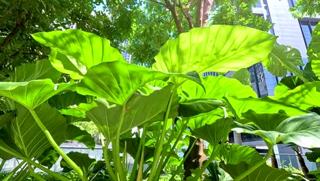 vibrant green leaves under sunlight in a cityscape, highlighting urban nature. bright lighting and dynamic angles create a lively atmosphere