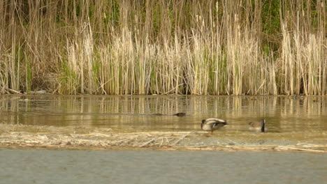 Beaver-swimming-and-diving-into-the-lake-among-the-ducks,-natural-habitat