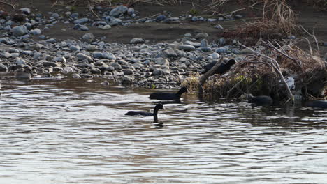 toma de una focha euroasiática buceando en el agua del río para conseguir comida - toma estática, cerrar