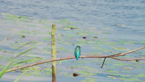 kingfisher perched on branch over idyllic pond in friesland netherlands, medium rearview