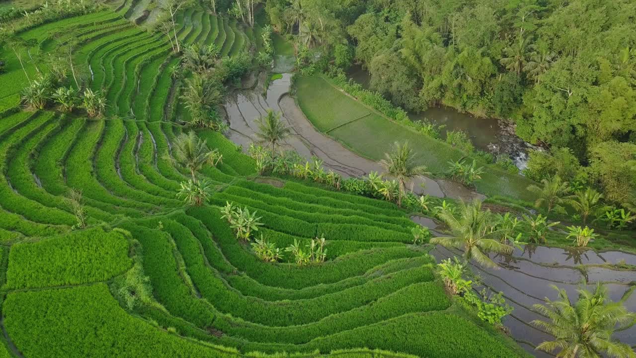 Premium stock video - Aerial view of green terraced rice field ...
