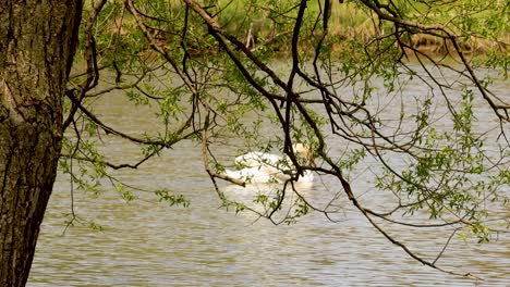 Primer-Plano-De-Un-árbol,-Con-Un-Cisne-Nadando-Graciosamente-En-El-Fondo