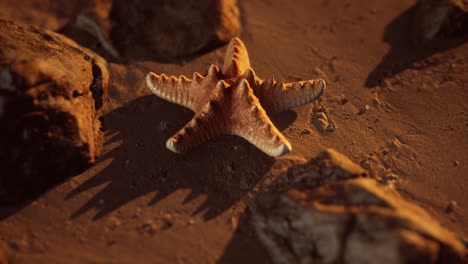 estrellas de mar en la playa de arena al atardecer