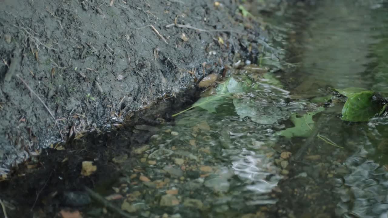 Natural clear water stream with fresh fallen green leaves