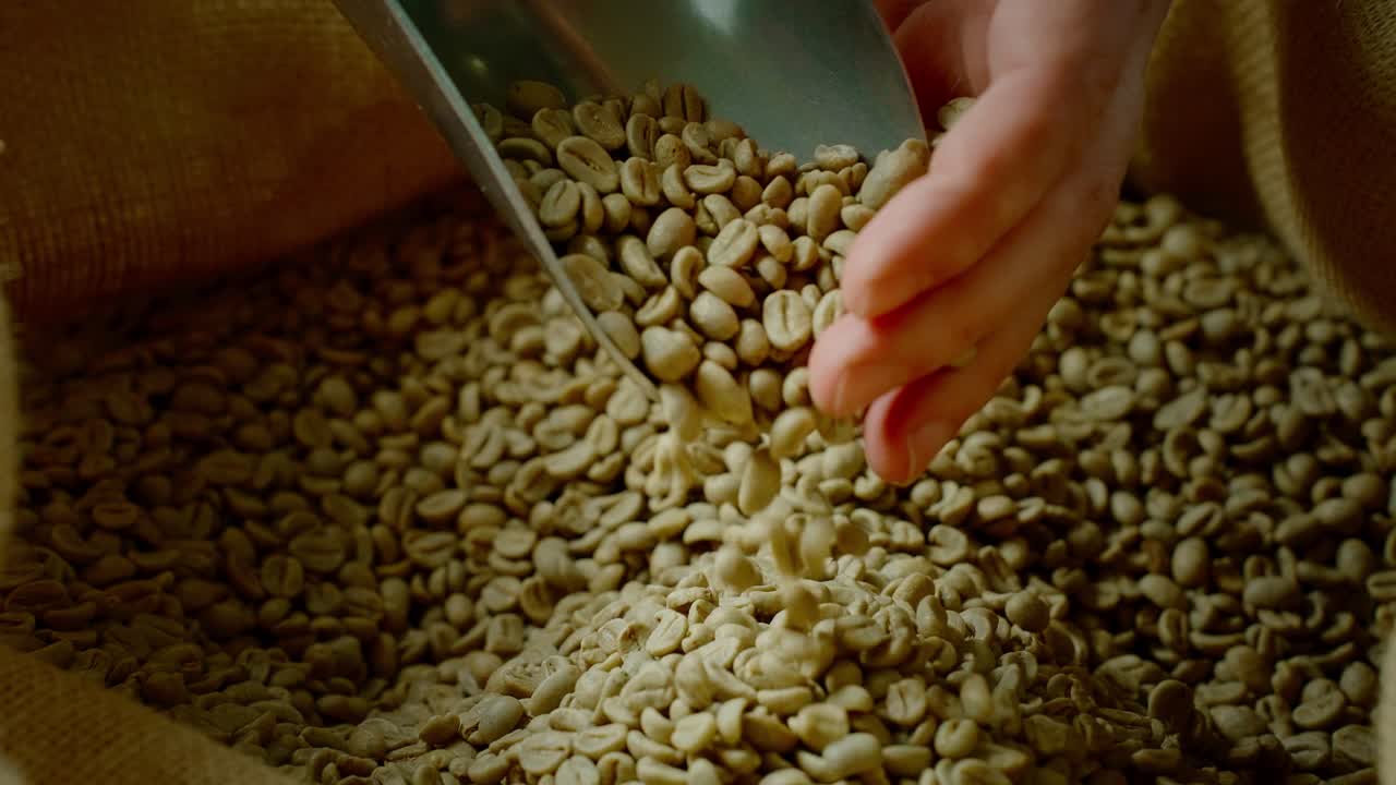 Hand pouring green coffee beans from a scoop into a burlap bag