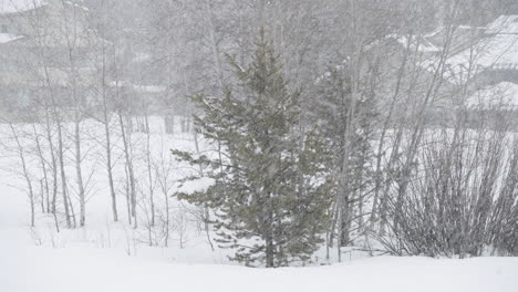 Slow-motion-shot-of-heavy-snowfall-in-front-of-a-stand-of-trees