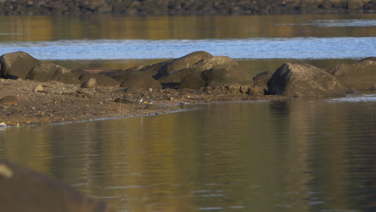 강 가장자리에서 장난스럽게 짝짓기하는 작은 흰색 할미새 두 마리 - 와이드 로우 앵글 샷