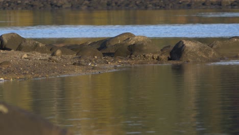 couple of small white wagtail birds playfully mating on the edge of a river - wide low angle shot