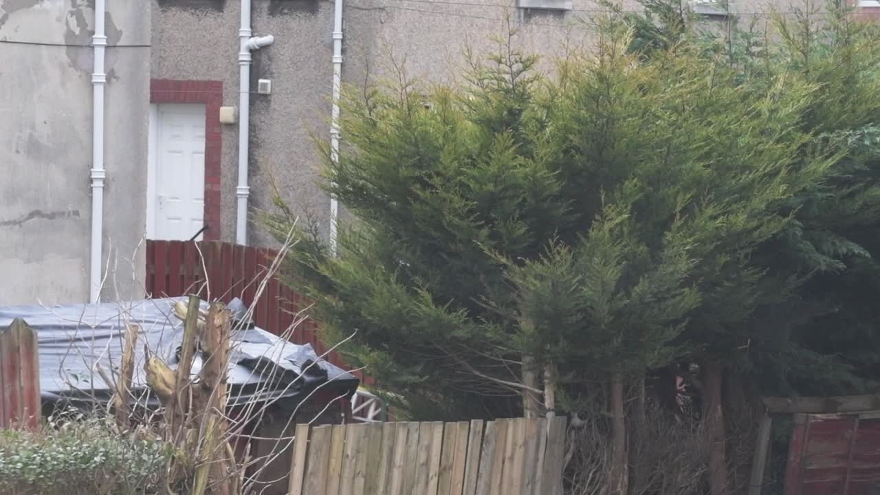 Slow-motion and close-up shot of strong winds hitting trees, a fence and the roof of a shed