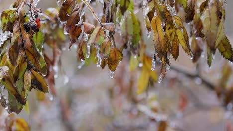 frozen autumn leaves