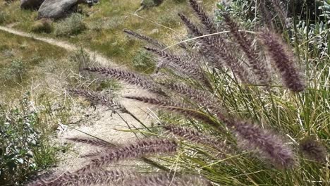 tall grass right along the pacific crest trail blowing in the wind in southern california