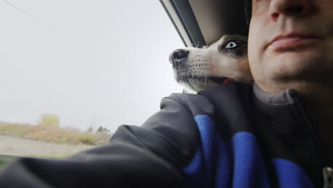 a funny dog rides in the trunk of a car, put his head on the shoulder of a passenger.