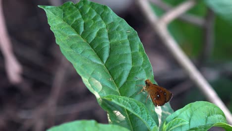 Dolly-Shot-of-a-Moth-on-a-Leaf