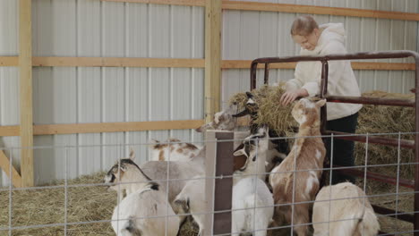 a hard-working child feeds goats in a barn, gives them bundles of hay