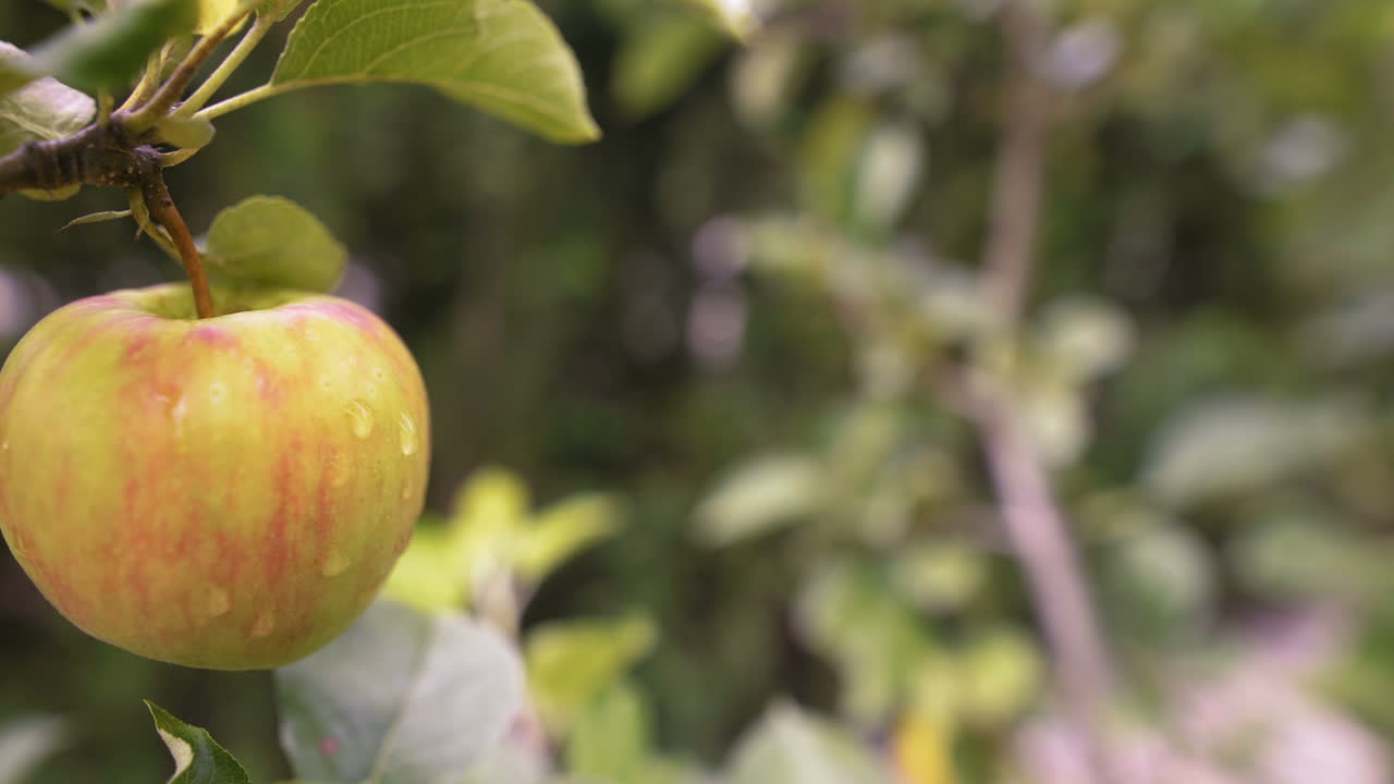 manzana fresca en una rama de árbol