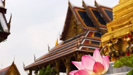 lotus flower in front of temple architecture