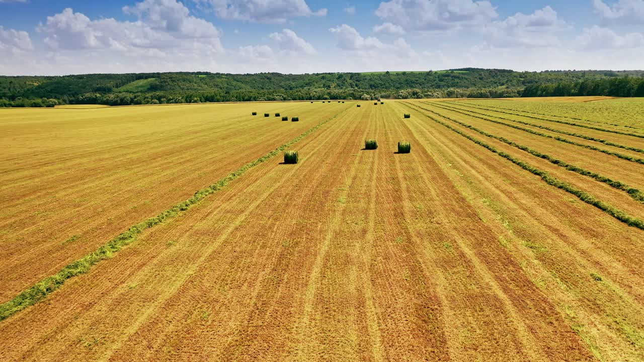Field with round bales in summer day. Green grass pressed in a stack on natural background in a sunny day. Motion camera back.
