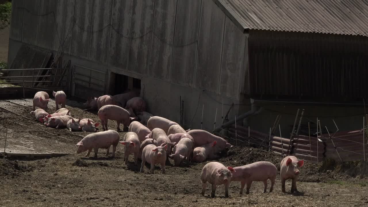 야외 양식 돼지, 유기농, 식품