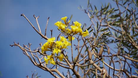 las flores amarillas brillantes de la tabebuya florecen durante la estación seca