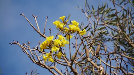 bright yellow tabebuya flowers bloom during the dry season