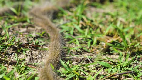 caterpillar pine processionary line moth