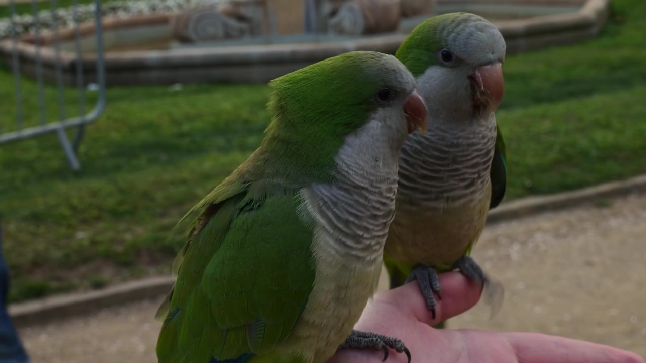 Two monk parakeets perch closely on a person's hand while interacting and following traces of food