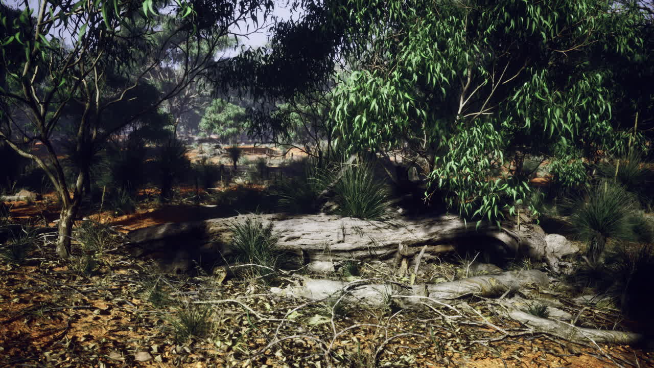 Mysterious forest landscape revealing natures hidden wonders at dawn