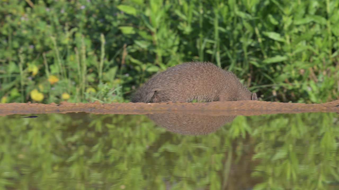 An Egyptian mongoose and its pup feeding near a water pool, reflected in the calm surface.