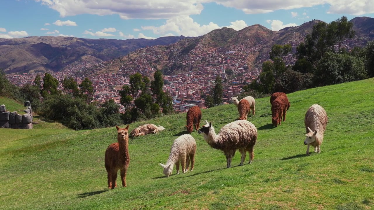 Città di Cusco, alimentazione di alpaca, lama e animali selvatici, tempio Inca di Saqsaywaman, paesaggio urbano del Perù, stagione delle piogge, pomeriggio soleggiato, cielo azzurro, Ande peruviane, Provincia di Anta, Plaza de Armas, statico