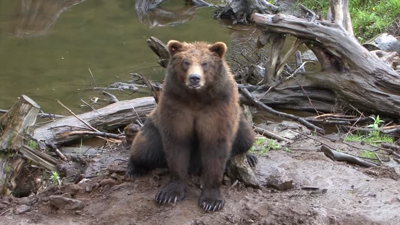 oso negro respirando pesadamente sentado junto a un tronco de árbol muerto