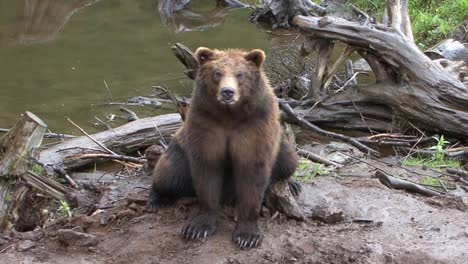 black bear breathing heavily sitting by a dead tree trunk