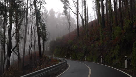 foggy mountain road through forest