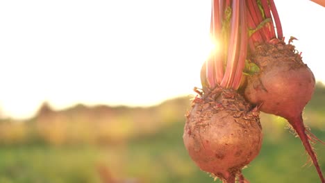 big beautiful harvest of red vegetables with beets big beautiful harvest of red vegetables with beets vegetables for dietary nutrition vegetarian food