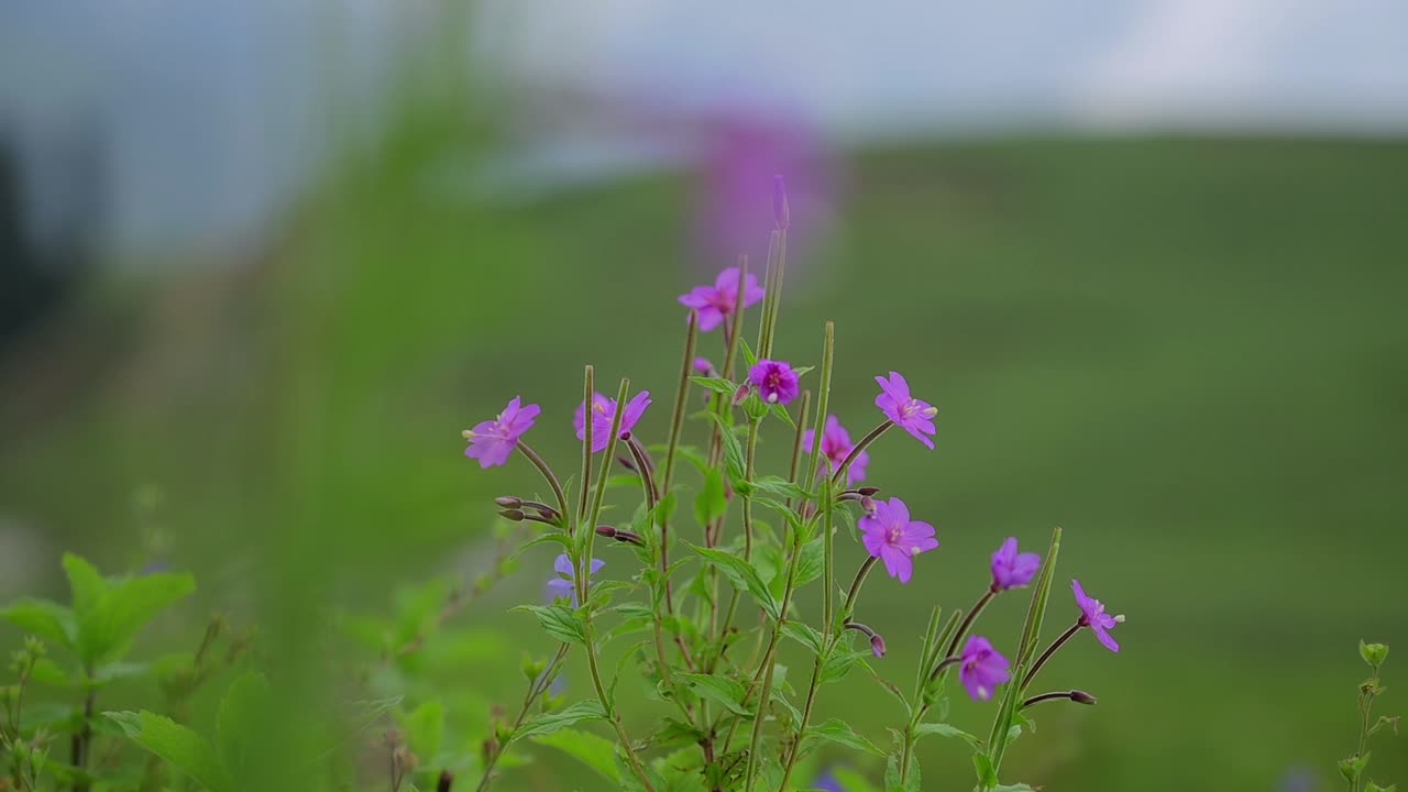 flores silvestres mecidas por una suave brisa en un prado de montaña